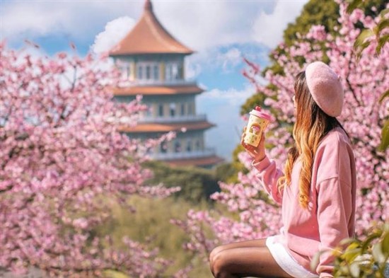 Lịm tim với những điểm đến ngắm hoa anh đào Đài Loan tuyệt đẹp