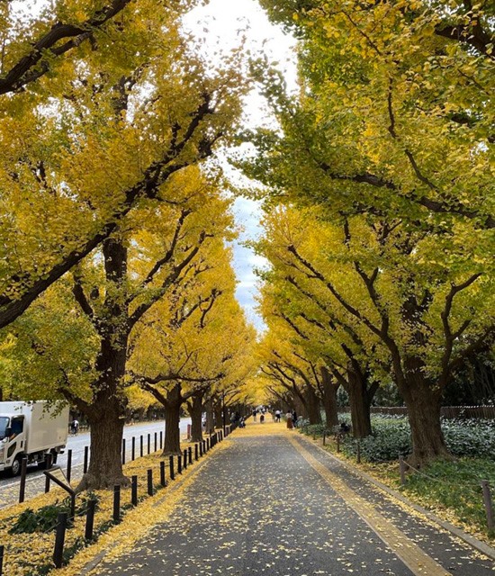 Meiji Gaien – Địa điểm ngắm lá vàng đẹp nhất ở Tokyo