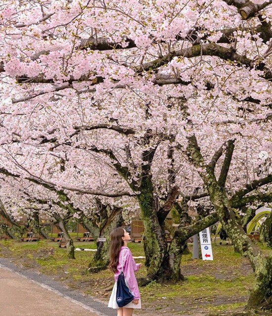 Tổng hợp địa điểm ngắm hoa đào nở sớm tại Tokyo năm 2024