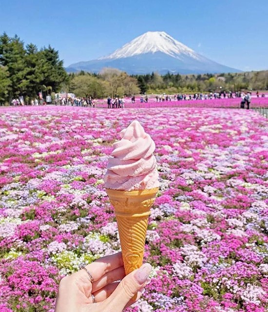 Nhật Bản tháng 5 – Thời điểm lý tưởng để trải nghiệm vẻ đẹp mê hồn của hoa Chi Anh
