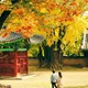 Hàn Quốc mùa thu: 17 điểm hẹn lãng mạn không thể bỏ lỡ
