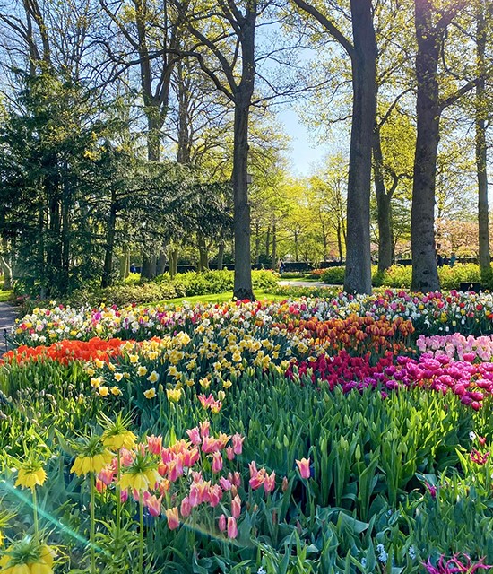 Review lễ hội Keukenhof: Lễ hội hoa rực rỡ nhất tại Hà Lan