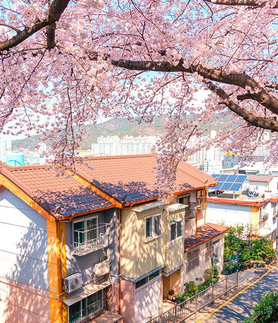 Mùa Hoa Anh Đào Hàn Quốc 2026: Lịch Nở Hoa & Kinh Nghiệm Du Lịch Chi Tiết