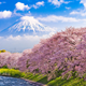 Mùa Hoa Anh Đào Nhật Bản 2026: Lịch Nở & Kinh nghiệm Ngắm Hoa Chi Tiết Nhất