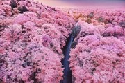 Tour du lịch Nhật Bản 6N/5Đ VNA (Ngắm hoa anh đào 2021)