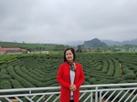 Tour du lịch Hải Dương - Mộc Châu 2 ngày 1 đêm