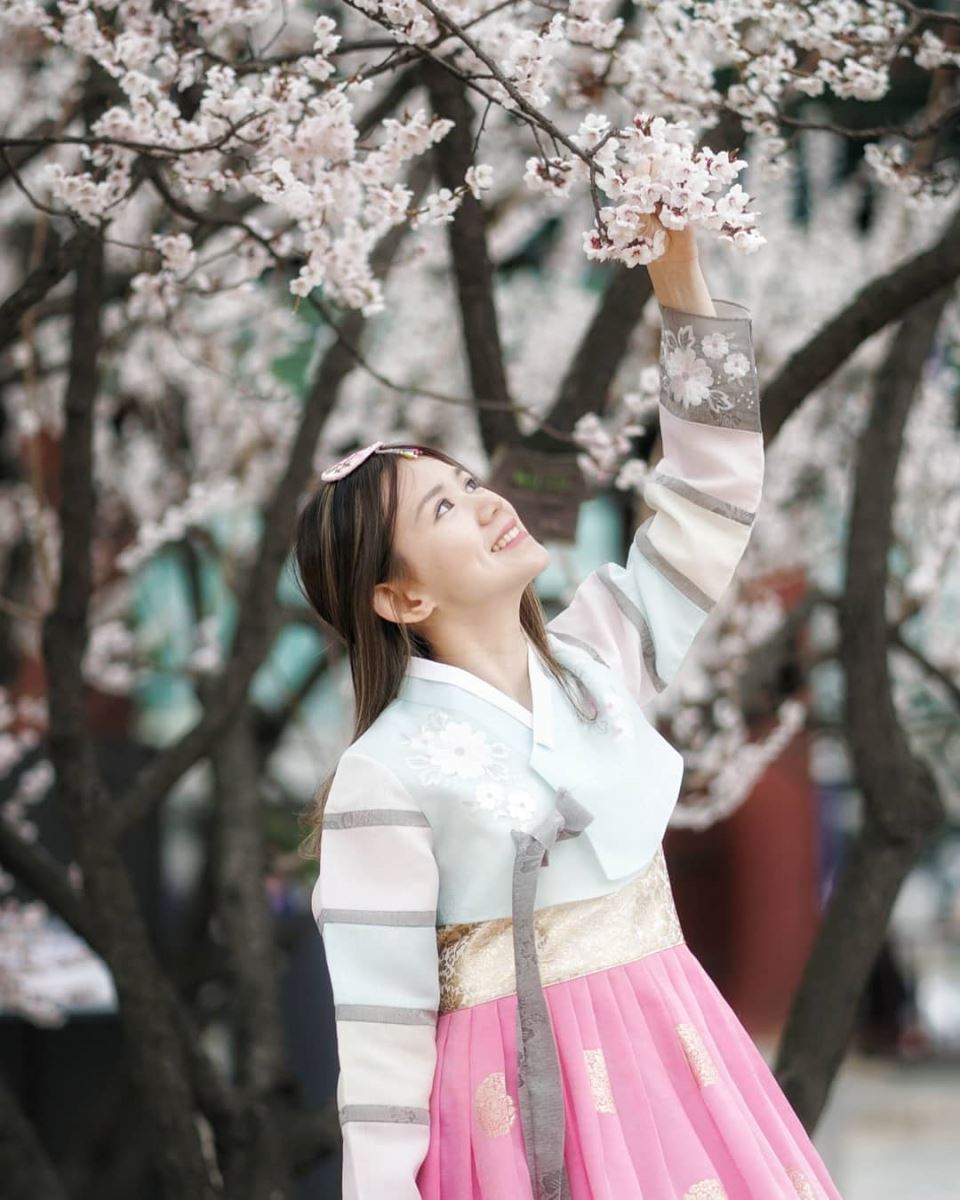 Tháng 3 hàng năm là thời điểm hoa anh đào khoe sắc trên khắp các con phố ở Hàn Quốc