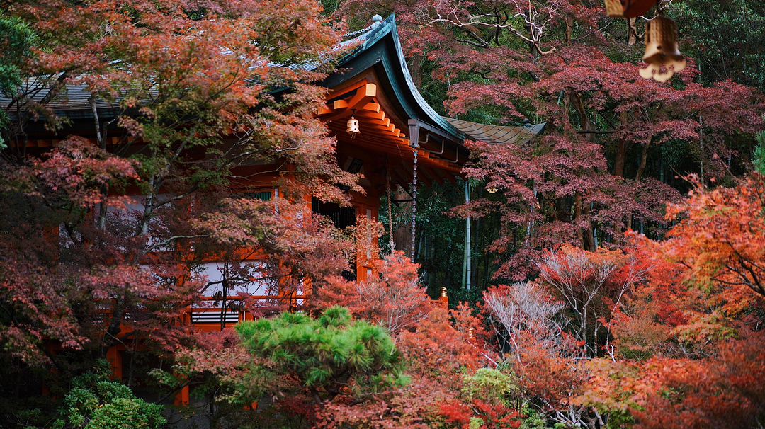 Tháng 10 hàng năm là lúc Nhật Bản rực rỡ nhất với lá vàng,lá đỏ rợp trời