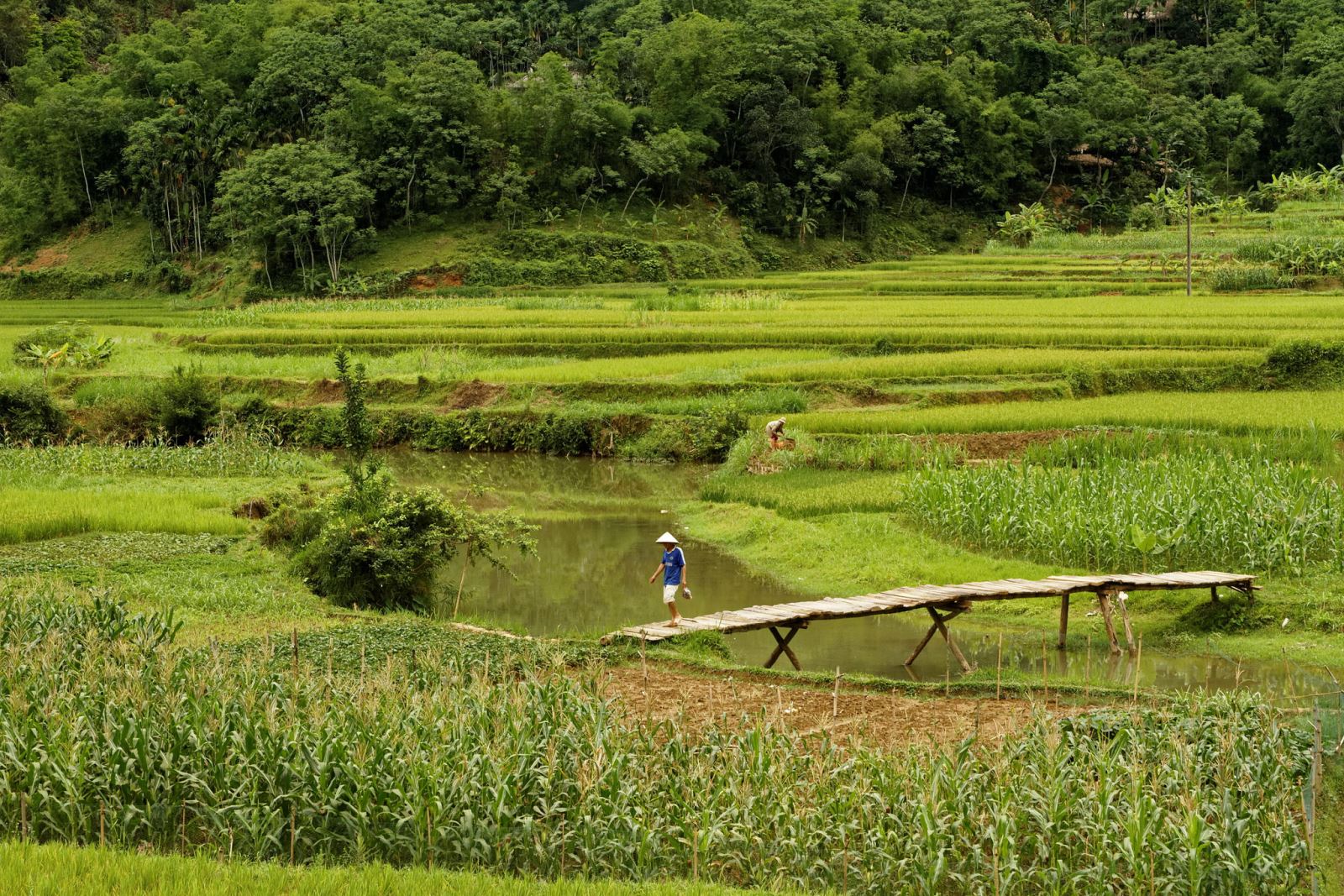 Khung cảnh xanh mướt mắt ở Pù Luông Thanh Hóa
