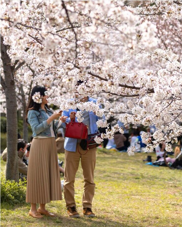 Lễ hội hoa anh đào vô cùng độc đáo ở Nhật Bản