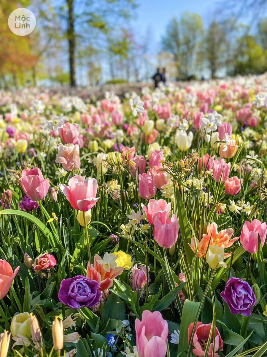 Không chỉ có hoa tulip mà công viên Keukenhof còn được tô điểm bằng rất nhiều loài hoa rực rỡ khác