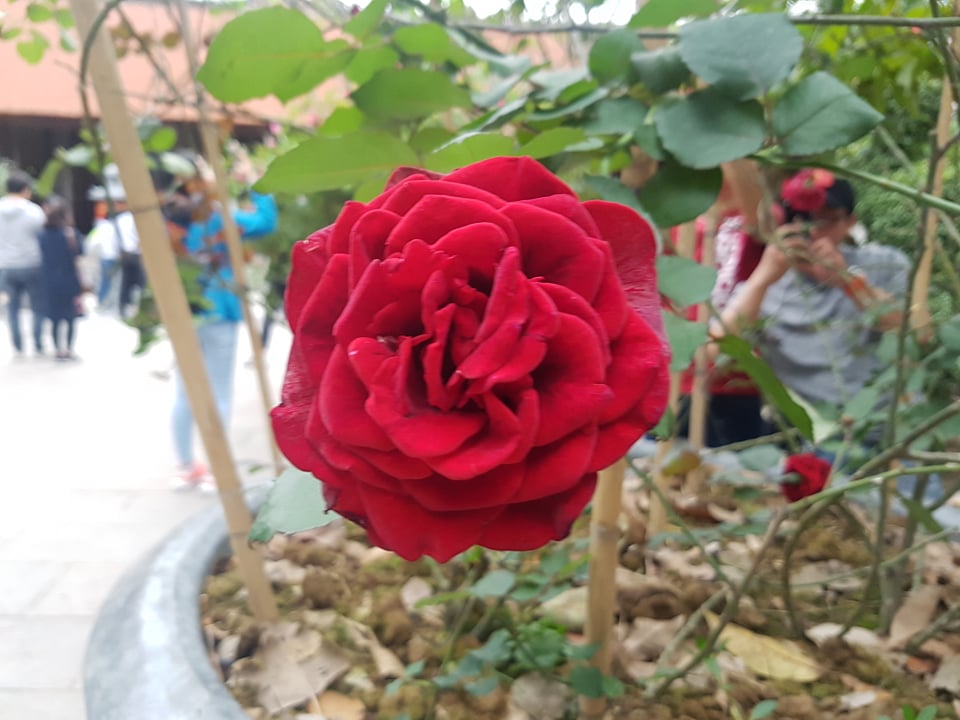 Hoa hồng nhung thơm nức ở lối vào chùa Vĩnh Nghiêm