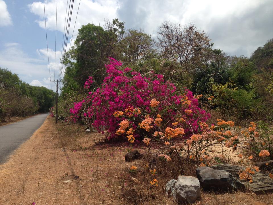 Hoa giấy mọc hoang thành từng bụi, bất chấp mọi thời tiết để bung nở những đóa hoa rực rỡ vào mùa thu ở Côn Đảo