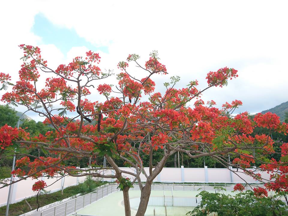 Hoa phượng đỏ nở nhuộm kín cả một góc trời Côn Đảo