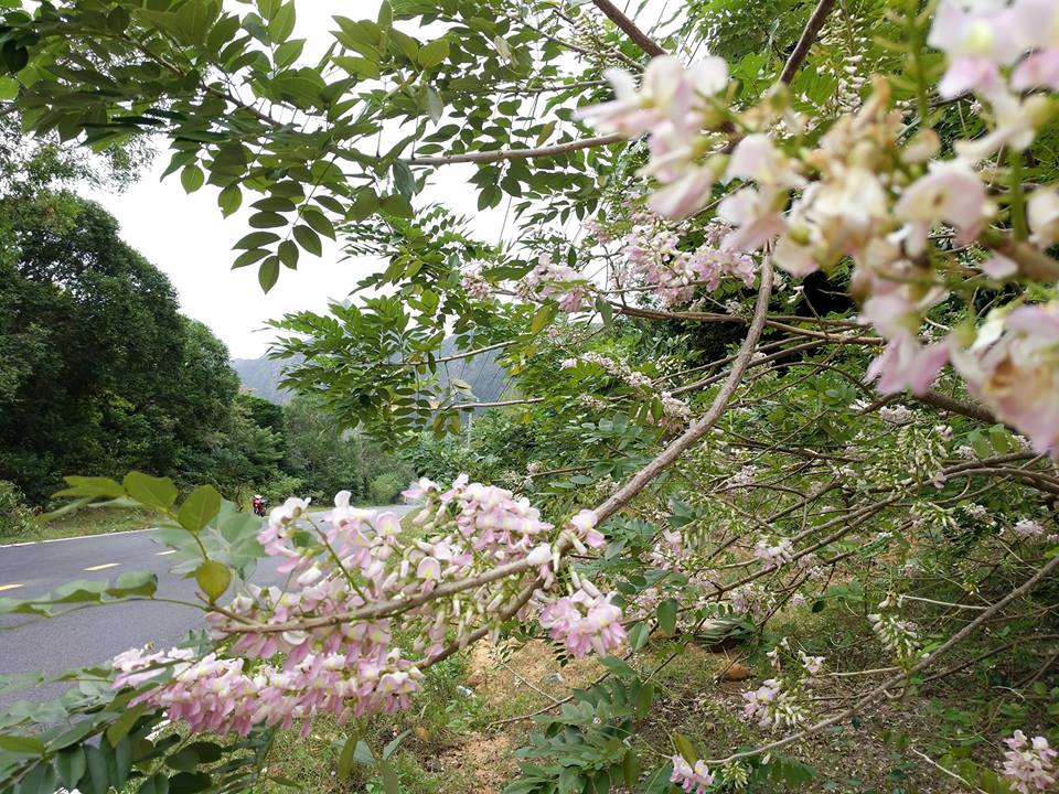 Quả là thiên nhiên rất ưu đãi Côn Đảo khi cho vùng đất này nhiều loài hoa đẹp và cây cối xanh tốt quanh năm