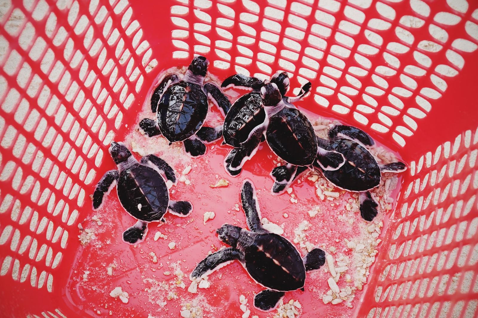 Hòn Bảy Cạnh là nơi rùa đẻ trứng nhiều nhất ở Côn Đảo