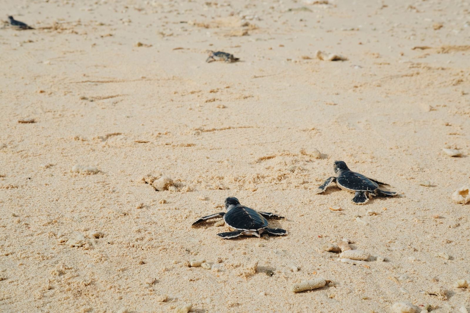 Rùa ở Côn Đảo thuộc loại Rùa Xanh (hay còn gọi là Vích), 1 trong 7 loại rùa biển, là loài rùa quý hiếm nằm trong Sách Đỏ