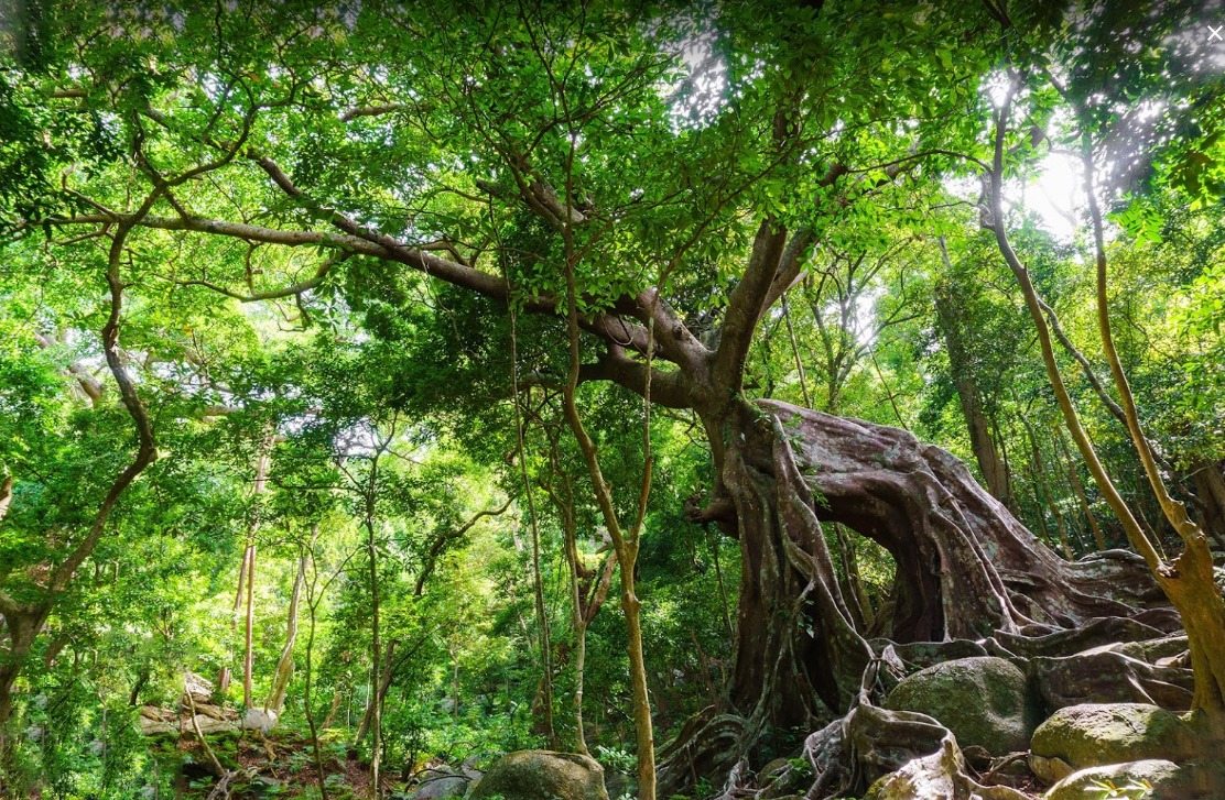 Cây đa con nai - Điểm check in cực nổi tiếng ở bán đảo Sơn Trà