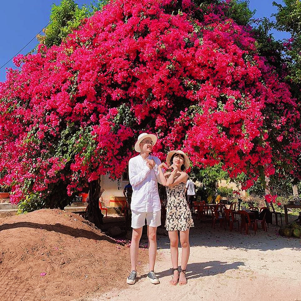 Cây hoa giấy 50 năm tuổi cực nổi tiếng trên đảo Lý Sơn