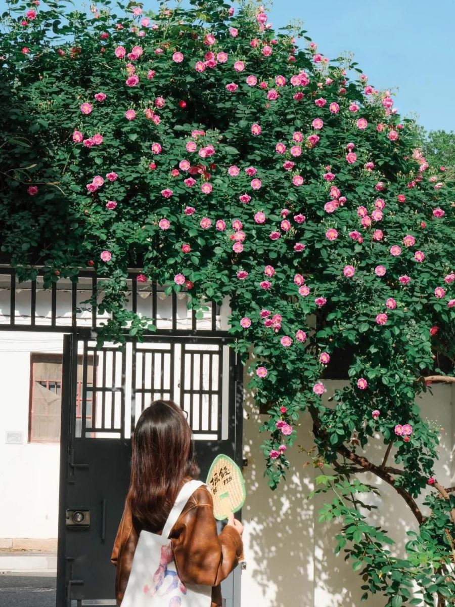 Sắc hồng rực rỡ của hoa tường vi (Rose)