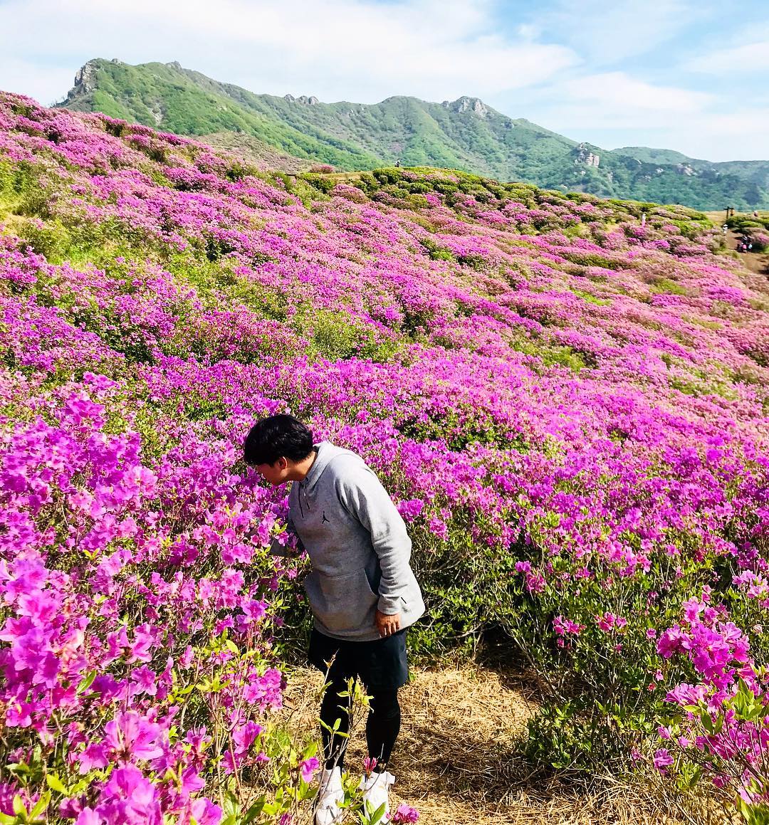 Một màu tím phủ kín núi Hwangmae