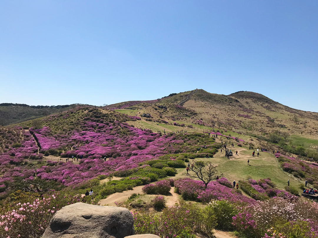 Hoa đỗ quyên nở trên núi Hwangmae