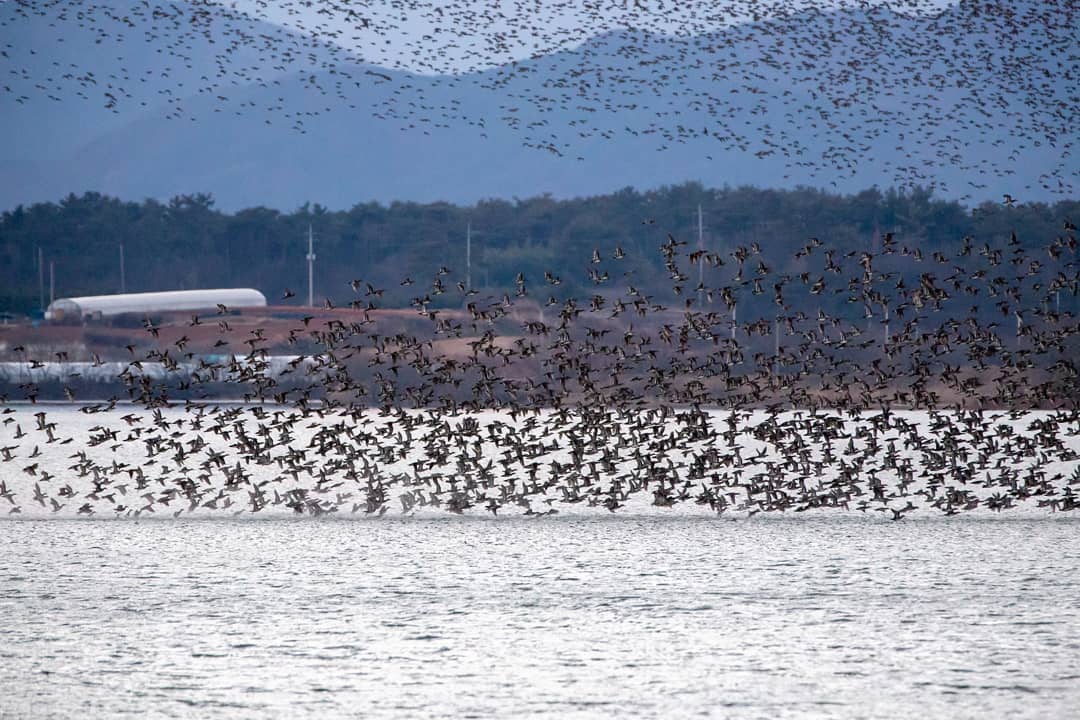 Hồ Donglim - Vương quốc của các loài chim di cư