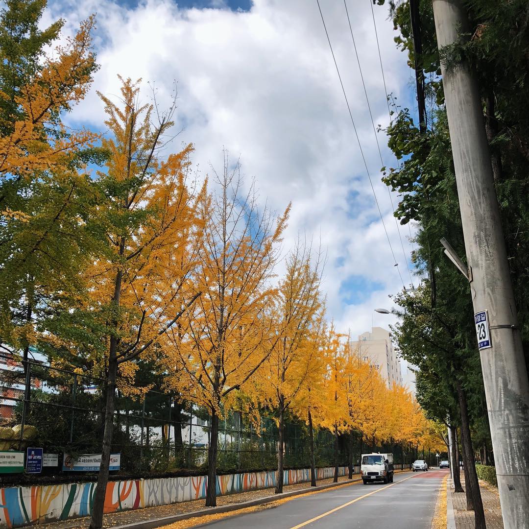 Những con đường lá vàng mùa thu Hàn Quốc