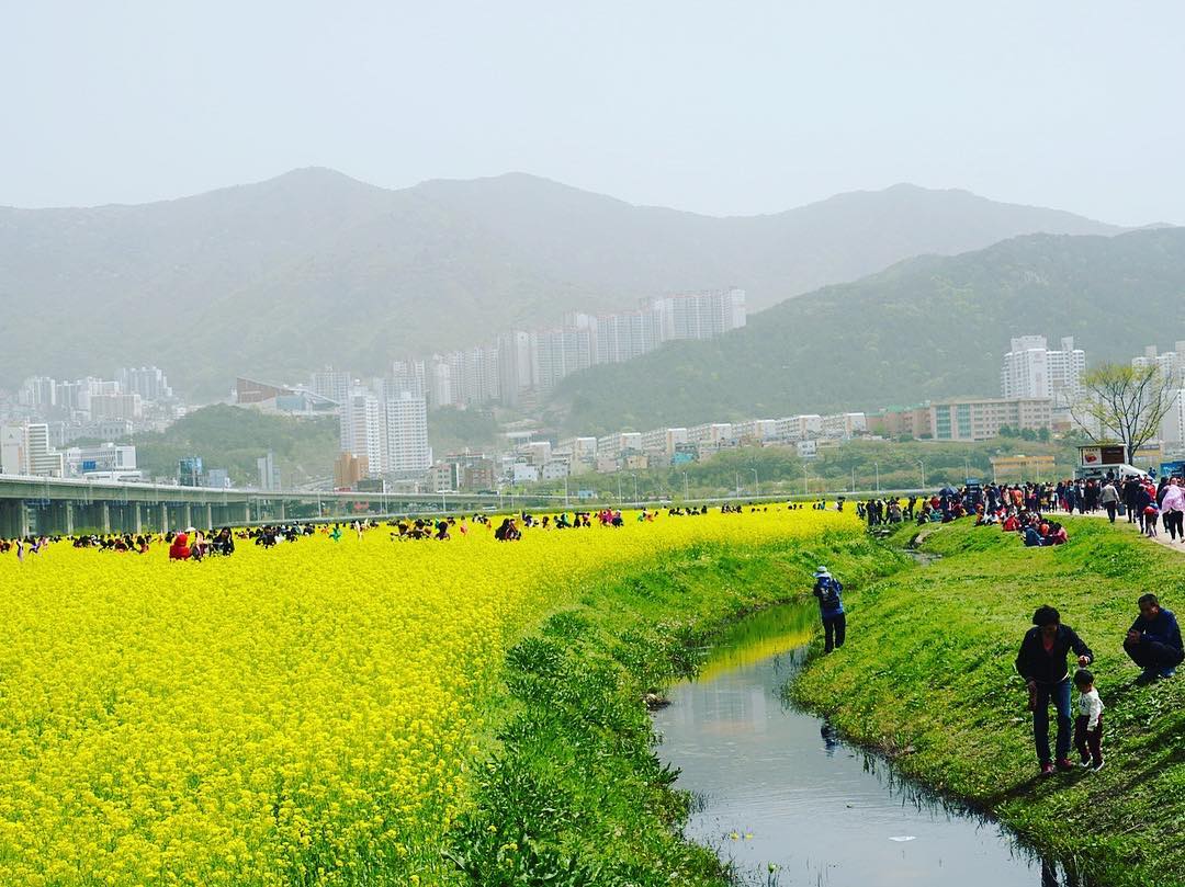 Hoa cải dầu nở vàng rực vào tiết trời tháng 4 Hàn Quốc