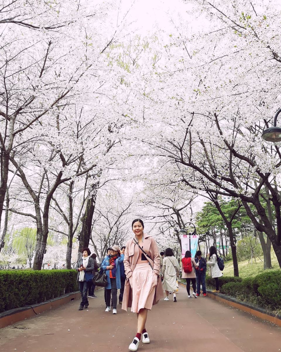 Seoul đẹp lãng mạn hơn với những hàng cây hoa anh đào