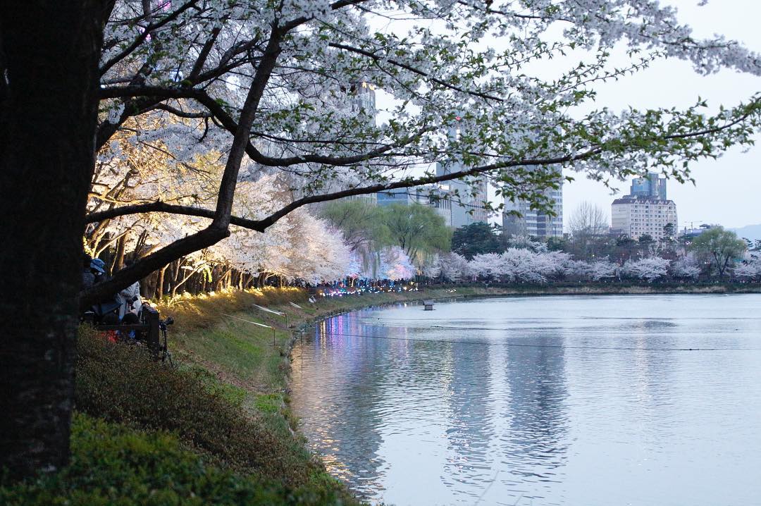 Lễ hội hoa anh đào bên hồ Seokchon