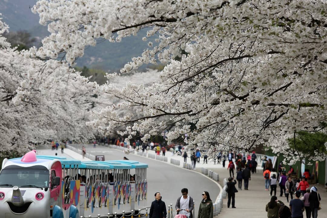 Tháng 4 ấm áp, dễ chịu ở Hàn Quốc