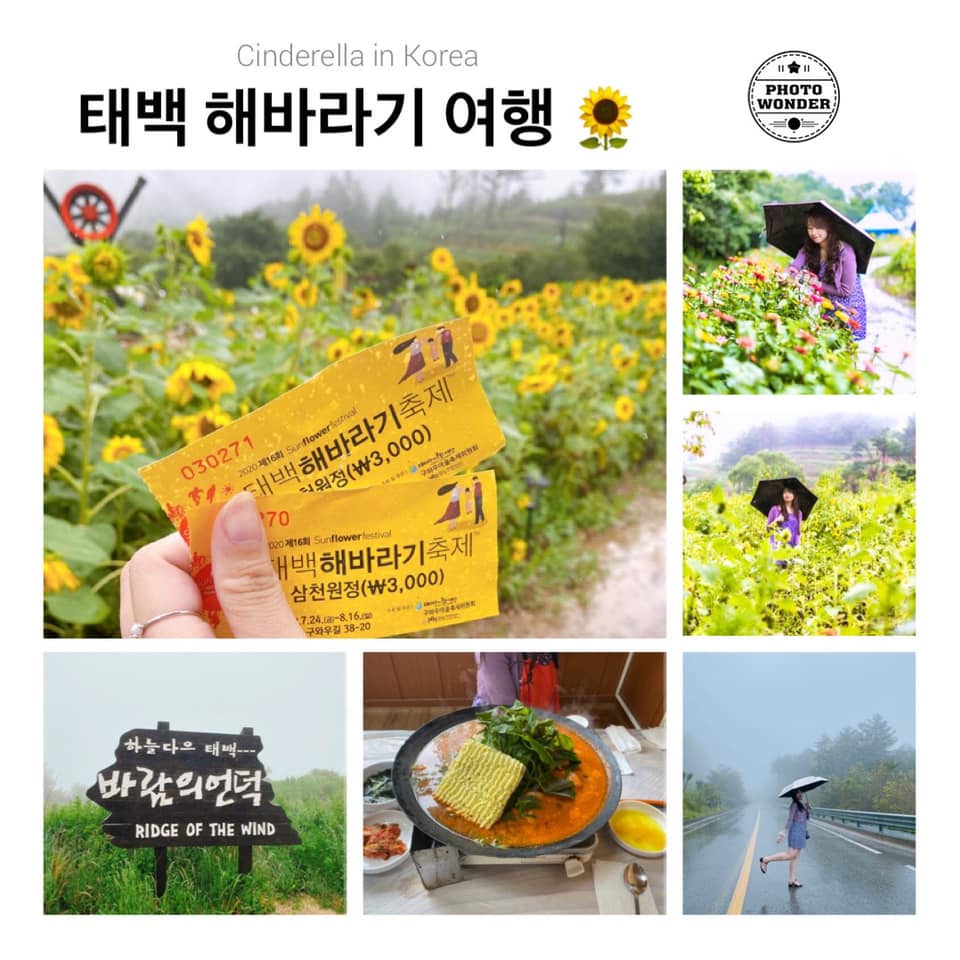 Đồi hoa hướng dương tại Kangwon-do