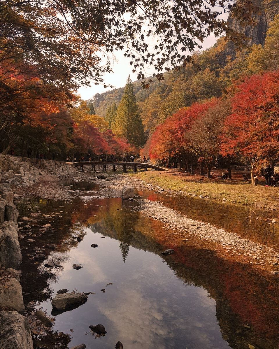 Ở Baekyangsa có một thảm lá vàng lấp lánh bên dòng suối trong veo vô cùng đẹp mắt
