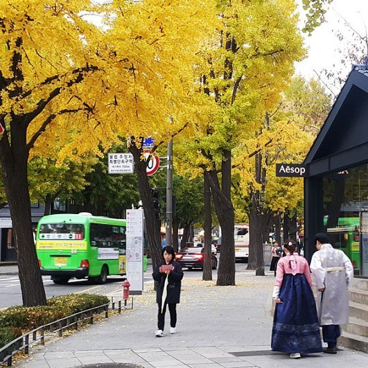 Những tán cây ngân hạnh vàng ươm như màu nắng là điểm thu hút khách du lịch tới thăm Samcheong-dong 