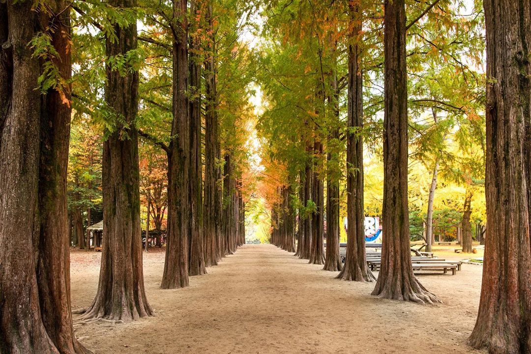 Nhắc tới cảnh đẹp mùa thu ở Hàn Quốc thì không thể bỏ qua đảo Nami với hàng cây ngân hạnh với vẻ đẹp đi vào lòng người