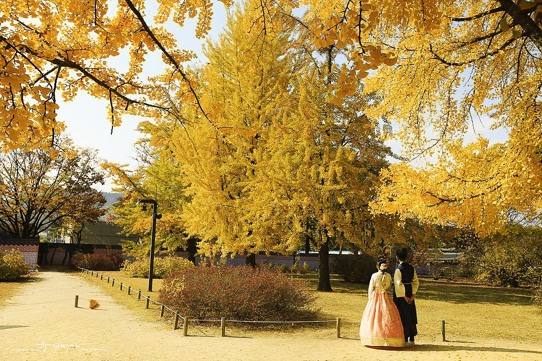 Cảnh sắc vàng rực được tạo nên bởi hàng trăm cây phong ở Gyeongbokgung khiến cho bất cứ ai cũng cảm thấy phải choáng ngợp