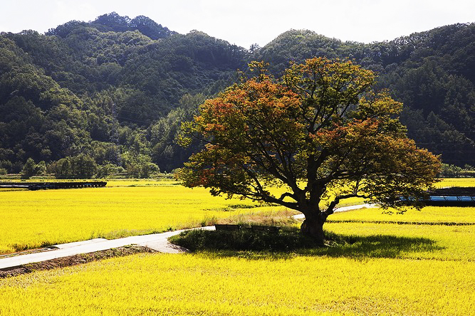 Mùa thu Hàn Quốc không chỉ có lá vàng lá đỏ mà còn có cả những thảm lúa vàng rực bắt mắt đến độ này