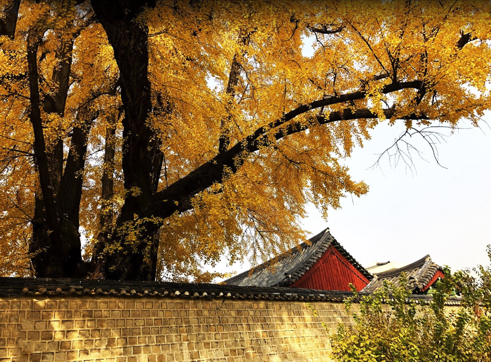 Mỗi khi mùa thu tới, hai cây Ngân Hạnh khiến cả trường Sungkyunkwan trở nên rực rỡ bởi màu vàng tươi của những chiếc lá