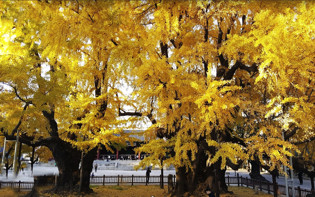 Hai cây Ngân Hạnh này được trồng ngay trước đền thờ Khổng Tử trong khuôn viên trường Sungkyunkwan