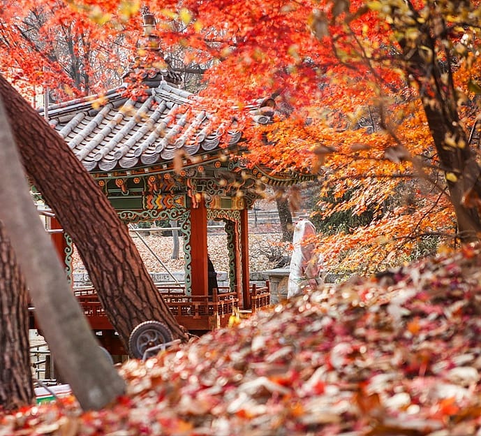 Secret Garden giống như một khu rừng thi nhỏ trong lòng Seoul