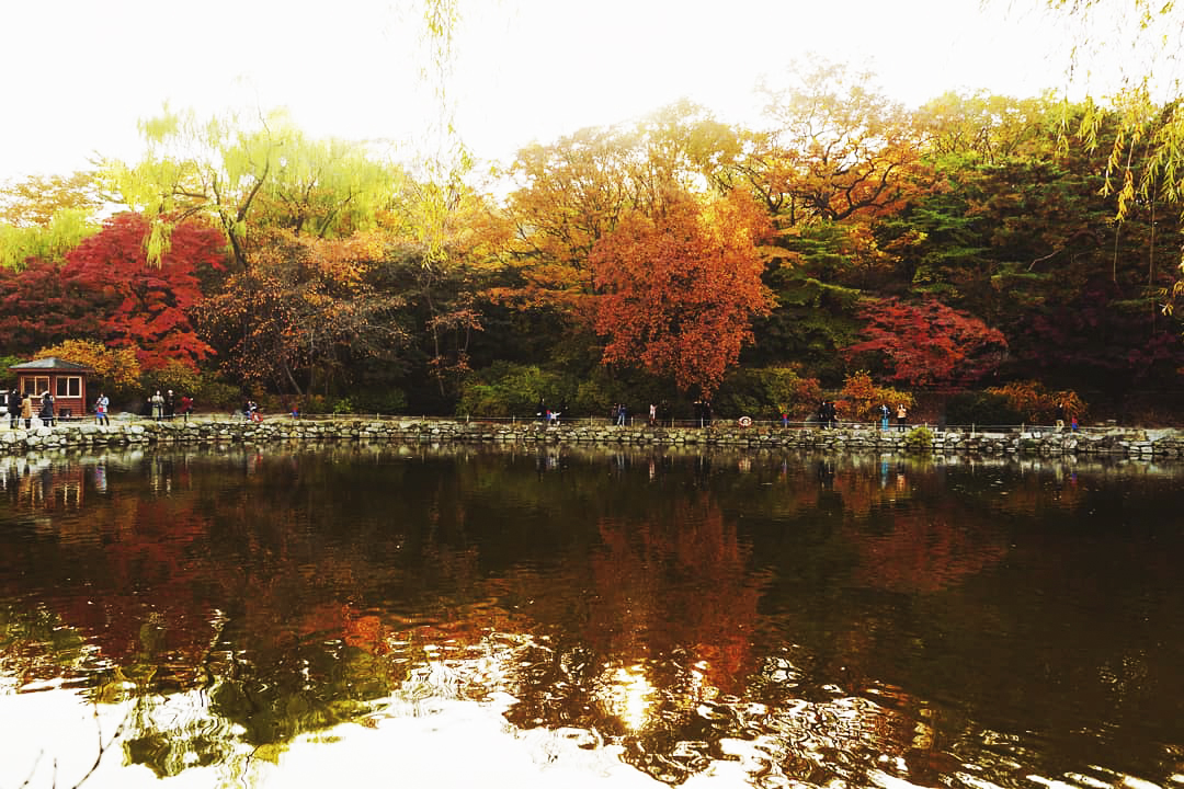 Xung quanh hồ nước trong Changdeokgung là hàng trăm cây phong và cây ngân hạnh