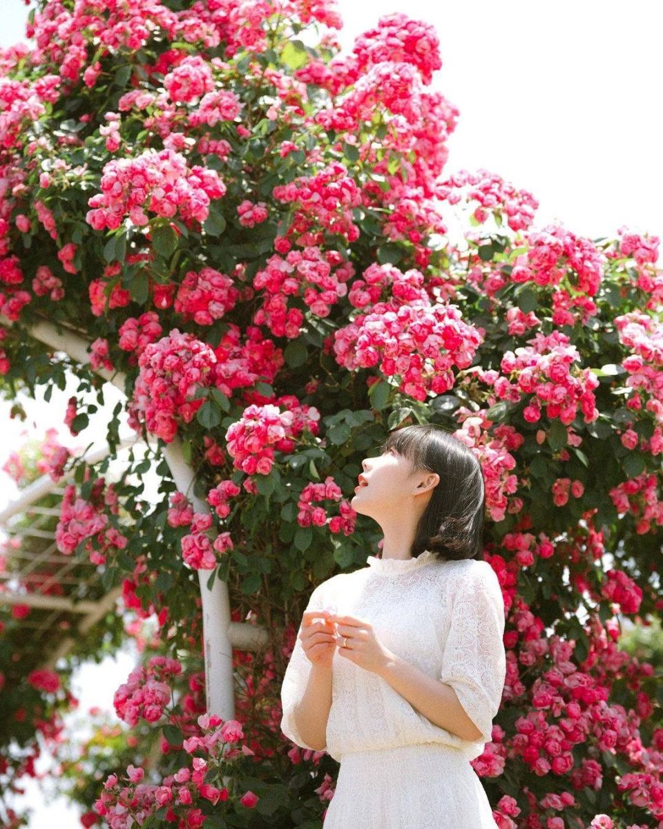 Con đường hoa hồng rực rỡ ở Vườn quốc gia Taean Haean
