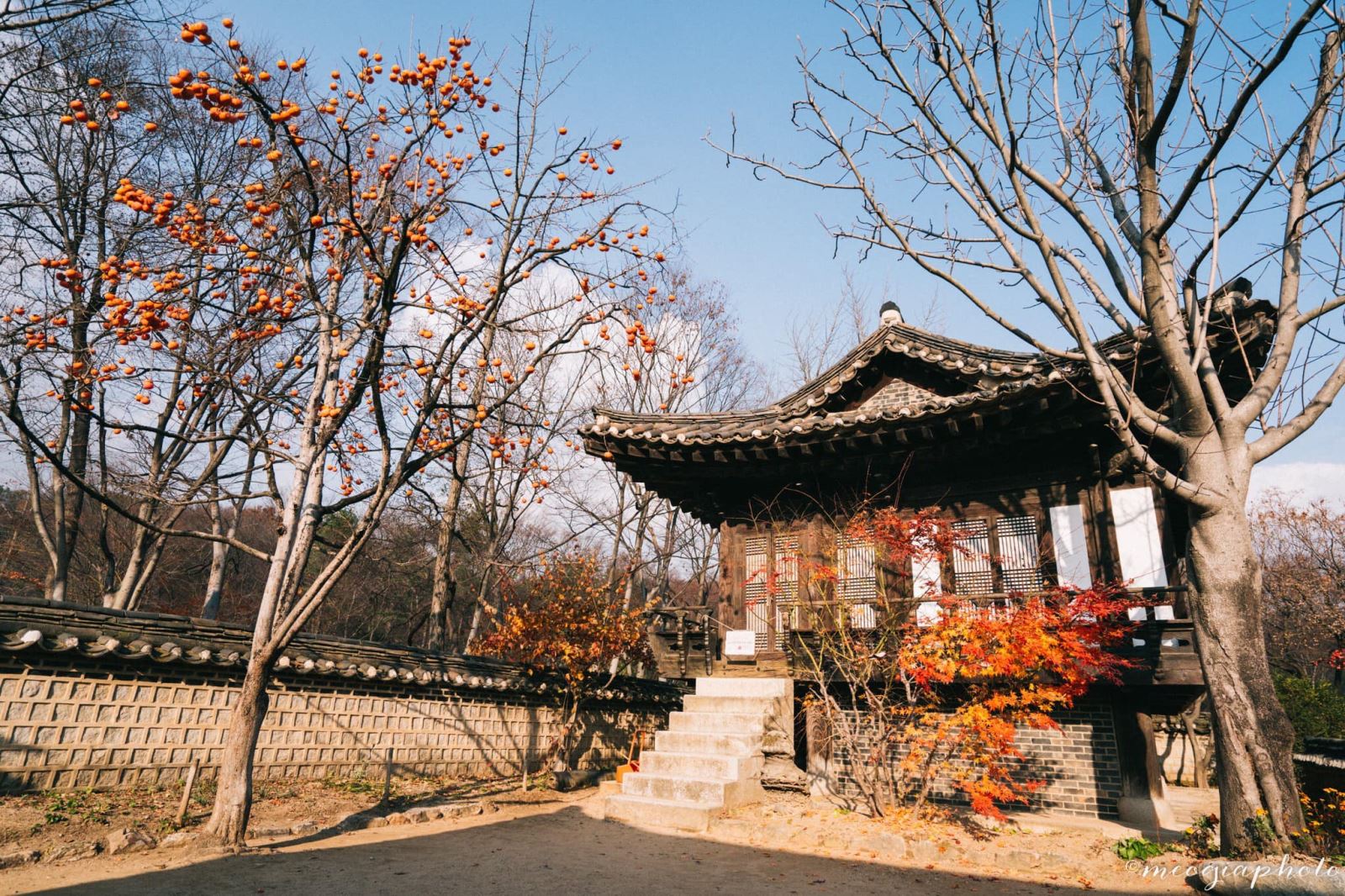Mùa thu Hàn Quốc như rực rỡ hơn nhờ sự tô điểm của những trái hồng căng mọng