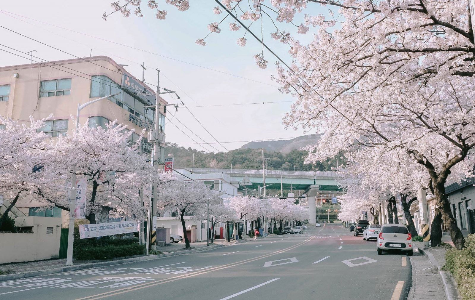 Jinhae là nơi có nhiều hoa anh đào nhất ở Hàn Quốc, với khoảng 400.000 cây