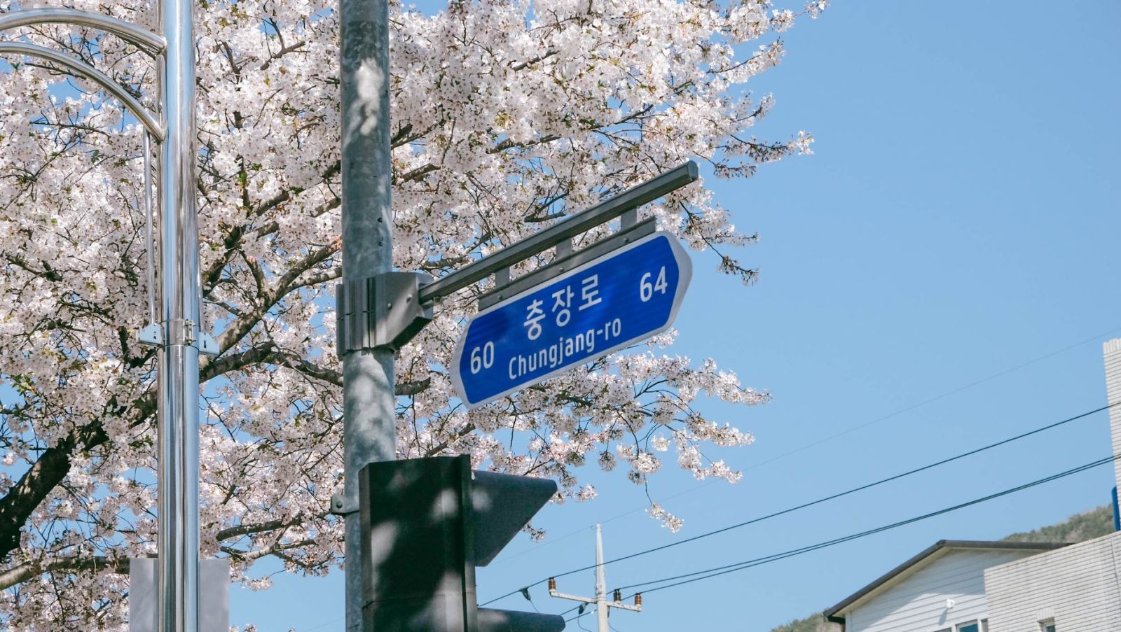 Khu vực vòng xoay Jungwon chính là nơi diễn ra lễ hội hoa anh đào Jinhae