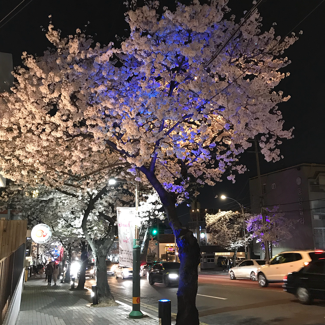 Hoa anh đào ở Daegu