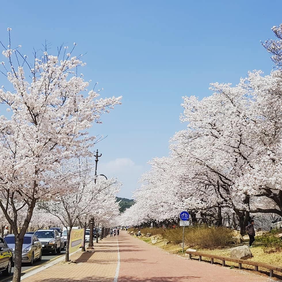 Hoa anh đào ở Gyeongju