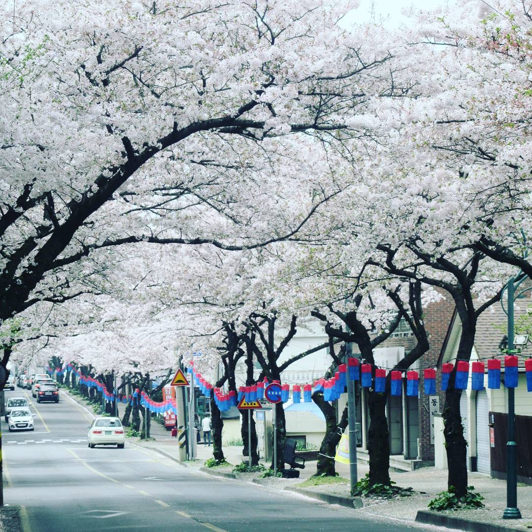 Lễ hội hoa anh đào ở Jeju