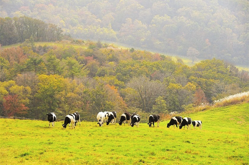 Người Hàn Quốc ở Ryeongchang rất thích đến Daegwallyeong Sky Ranch để cắm trại và ngắm lá vàng mùa thu